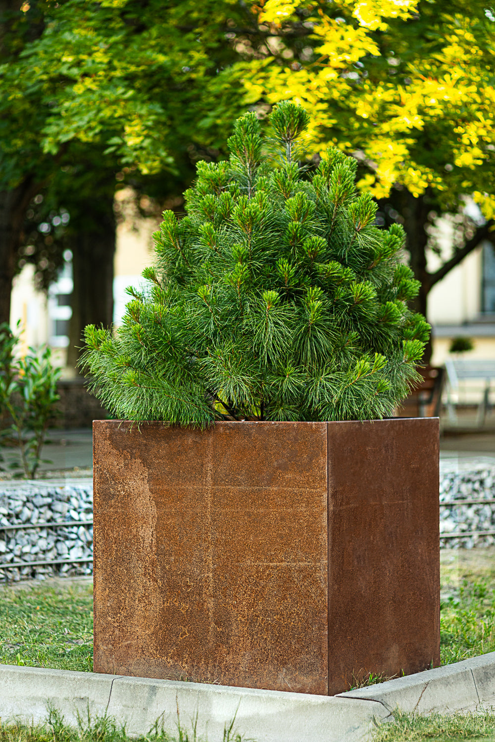 Donica corten kwadratowa bez dna 60×60×60h (cm)